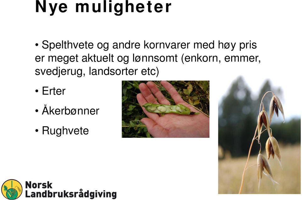 aktuelt og lønnsomt (enkorn, emmer,