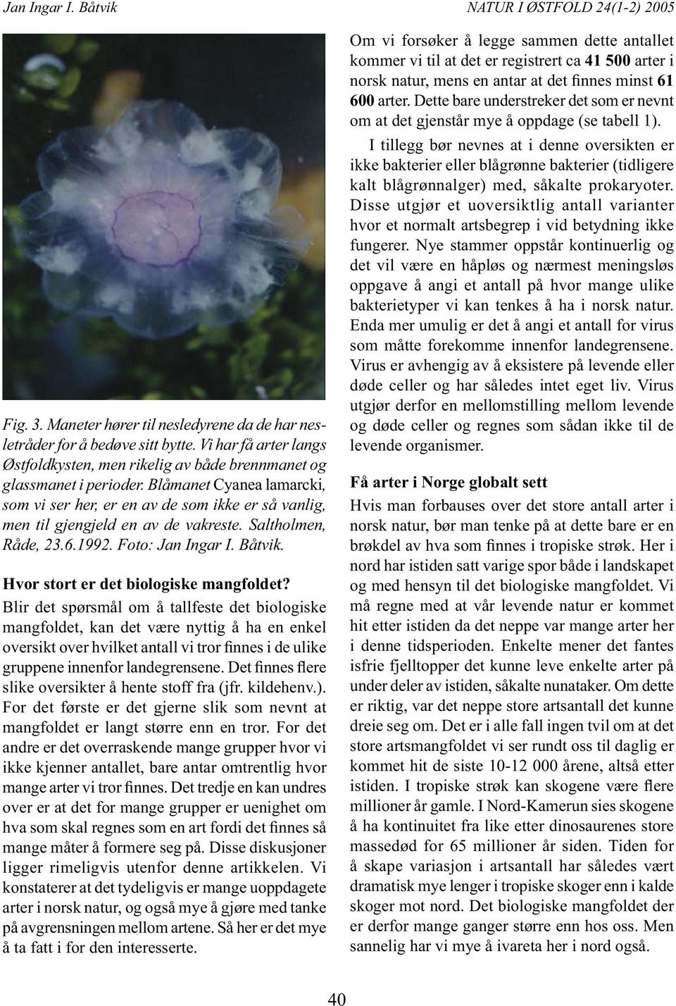 Blåmanet Cyanea lamarcki, som vi ser her, er en av de som ikke er så vanlig, men til gjengjeld en av de vakreste. Saltholmen, Råde, 23.6.1992. Foto: Jan Ingar I. Båtvik.