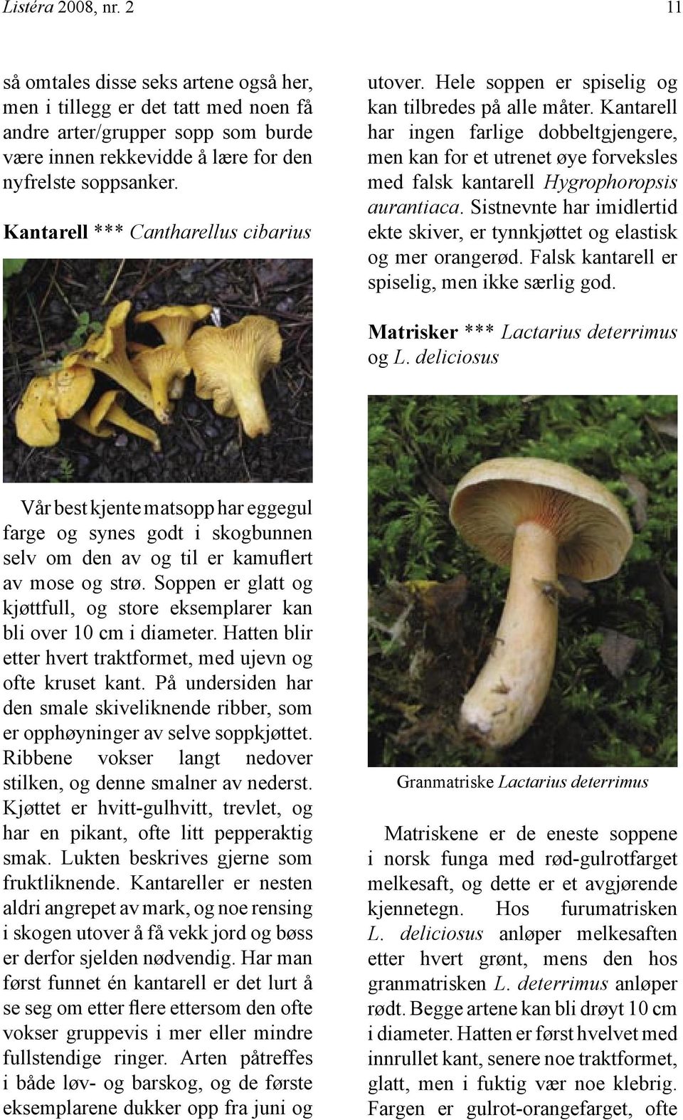 Kantarell har ingen farlige dobbeltgjengere, men kan for et utrenet øye forveksles med falsk kantarell Hygrophoropsis aurantiaca.