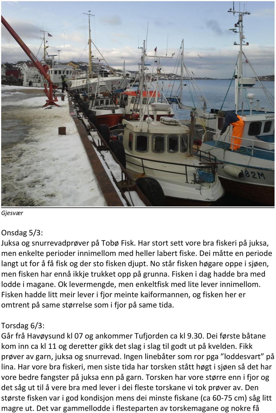 Ok levermengde, men enkeltfisk med lite lever innimellom. Fisken hadde litt meir lever i fjor meinte kaiformannen, og fisken her er omtrent på same størrelse som i fjor på same tida.