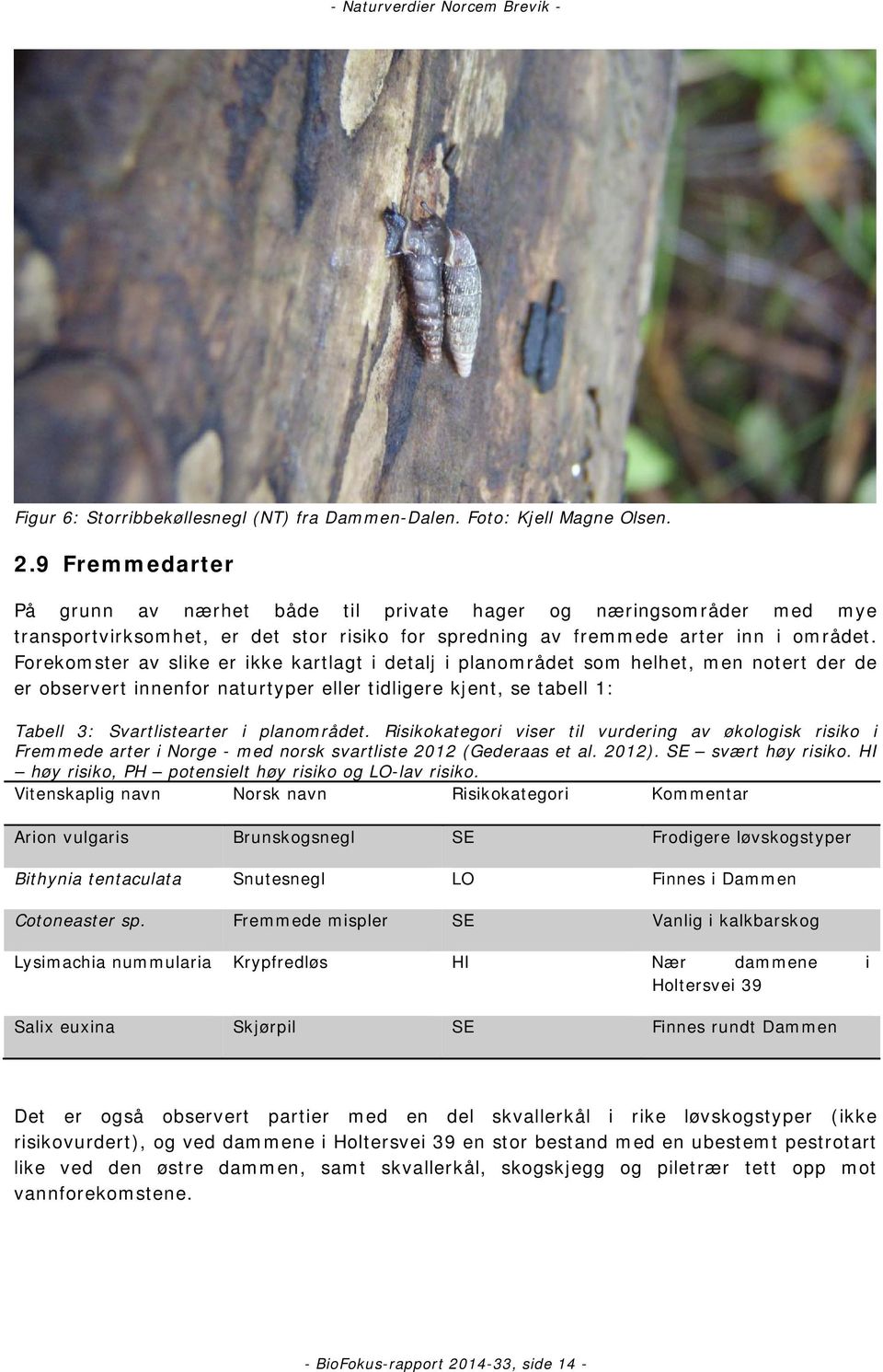 Forekomster av slike er ikke kartlagt i detalj i planområdet som helhet, men notert der de er observert innenfor naturtyper eller tidligere kjent, se tabell 1: Tabell 3: Svartlistearter i planområdet.