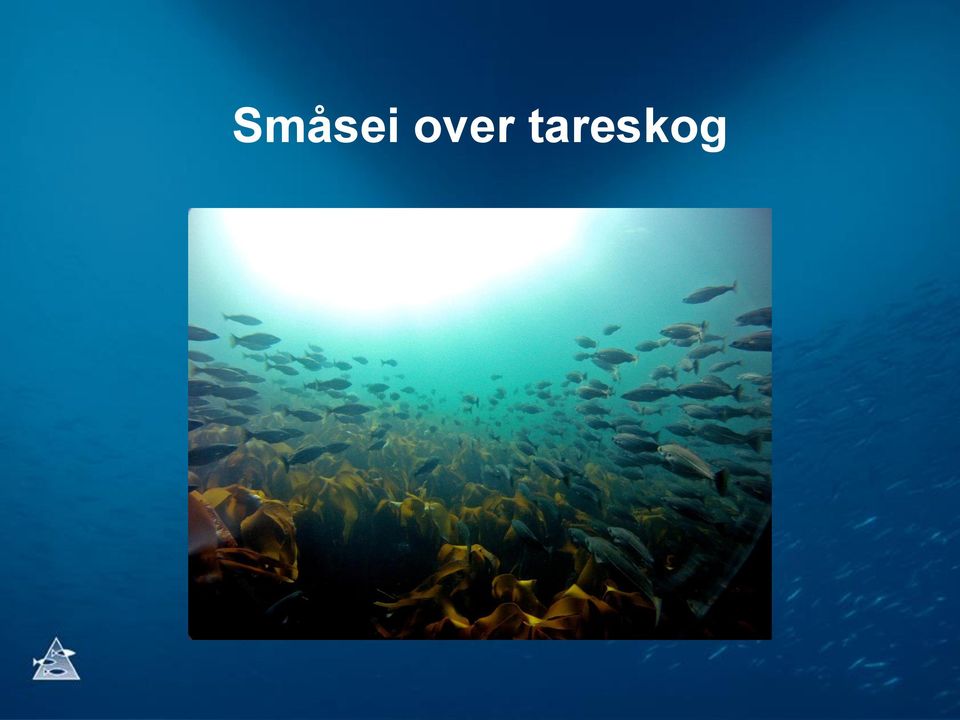 tareskog