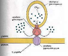 CALSIUM Lagra Ca 2+ i muskel- & nerveceller