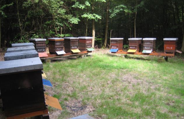 Drift av testbigården Plassering Testbigården bør helst plasseres på en plass som er representativ for de lokale forhold, men bør også gode trekkkilder for nektar og pollen gjennom sesongen.