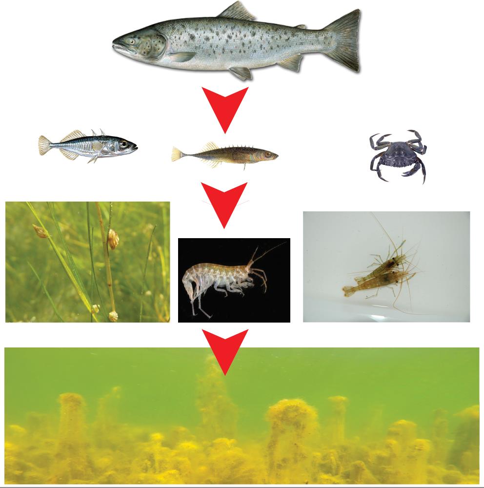 6.5 Ubalanse i økosystemet mengde og tetthet av nøkkelarter Figur 19: Skjematisk næringskjede i Viksfjord med topp-predatorer (sjøørret) som spiser småfisk som lever av krepsdyr og snegl med flere