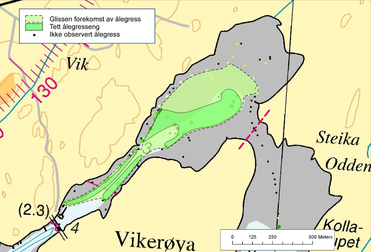 Figur 5: I ekstreme år dekkes Varildfjorden fullstendig av Grønnalger. 4.4 Ålegrass og grønnalger 4.4.1 Generelt Figur 6: Ålegrassforekomst i Indre Viksfjord (ill.