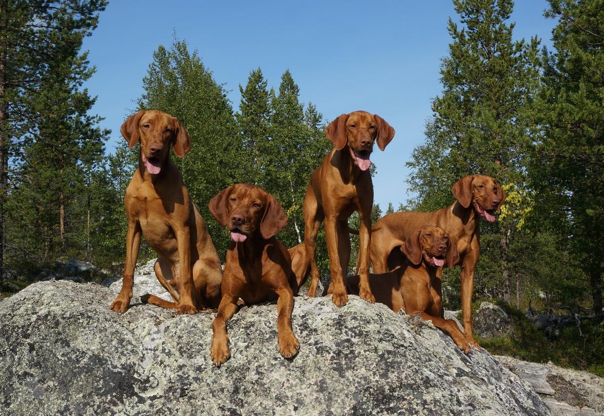 Fra Henriette Fagerborg, Kirkenes Krispie (eier Monica Hauan) og Kuling (eier Henriette Fagerborg) etter