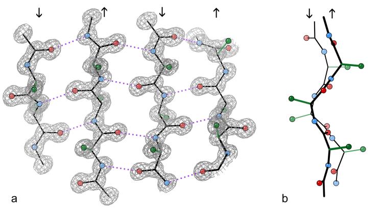 Protein Sekundærstruktur α-helix og β-sheet Linus Carl Pauling Nobelprisen i kjemi,