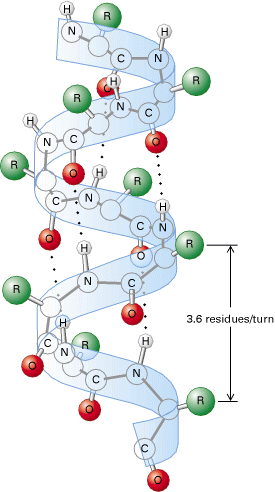 Diameter til helixen: 6,8 Å Vertikale hydrogenbindinger N-H.