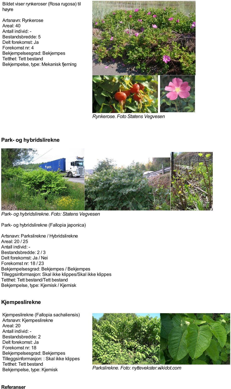 Foto: Statens Vegvesen Park- og hybridslirekne (Fallopia japonica) Artsnavn: Parkslirekne / Hybridslirekne Areal: 20 / 25 Antall individ: Bestandsbredde: 2 / 3 Delt forekomst: Ja / Nei Forekomst nr: