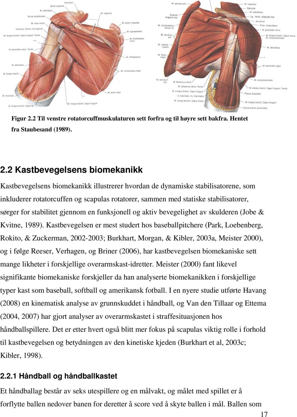 2 Kastbevegelsens biomekanikk Kastbevegelsens biomekanikk illustrerer hvordan de dynamiske stabilisatorene, som inkluderer rotatorcuffen og scapulas rotatorer, sammen med statiske stabilisatorer,