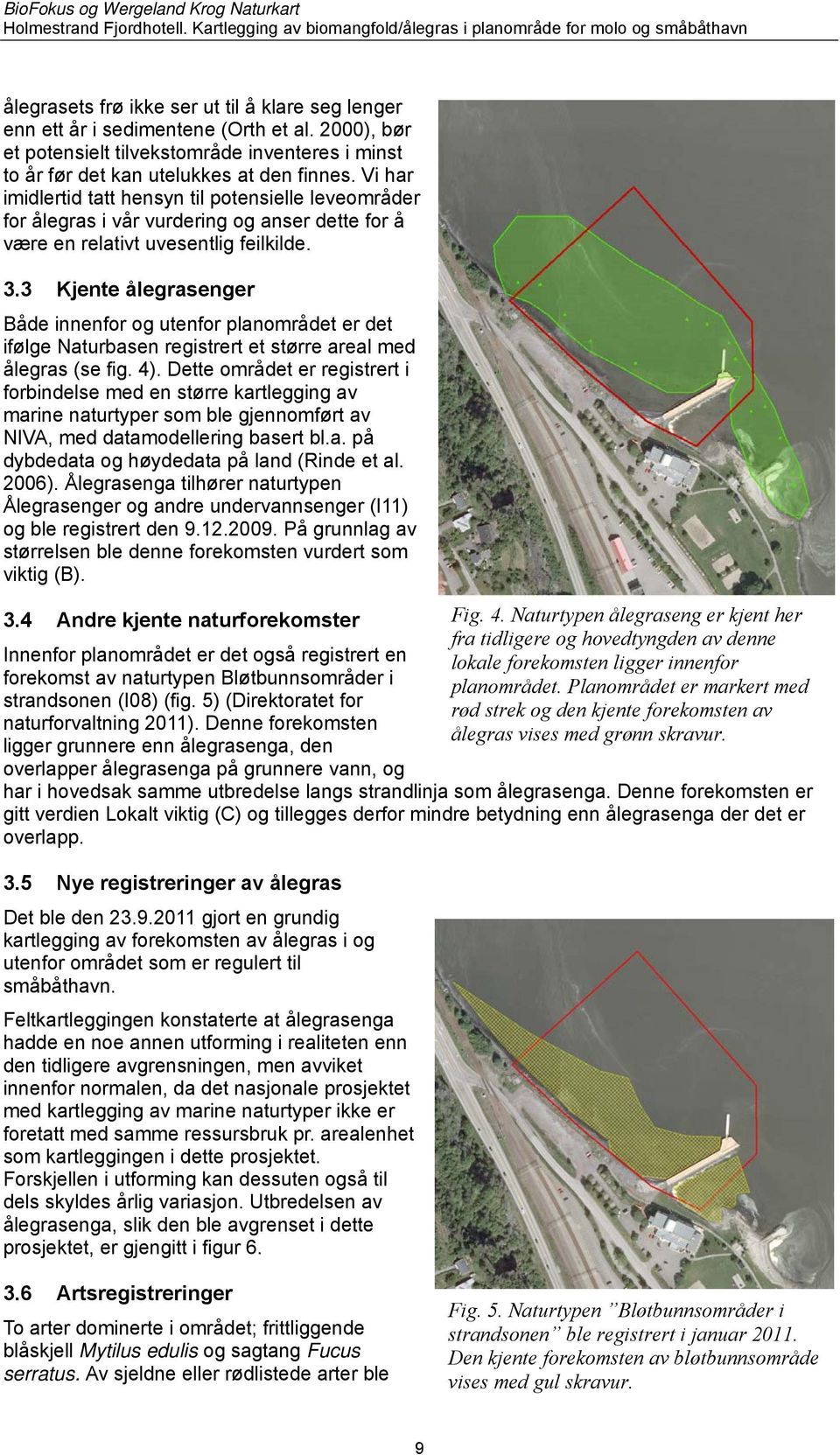 3 Kjente ålegrasenger Både innenfor og utenfor planområdet er det ifølge Naturbasen registrert et større areal med ålegras (se fig. 4).