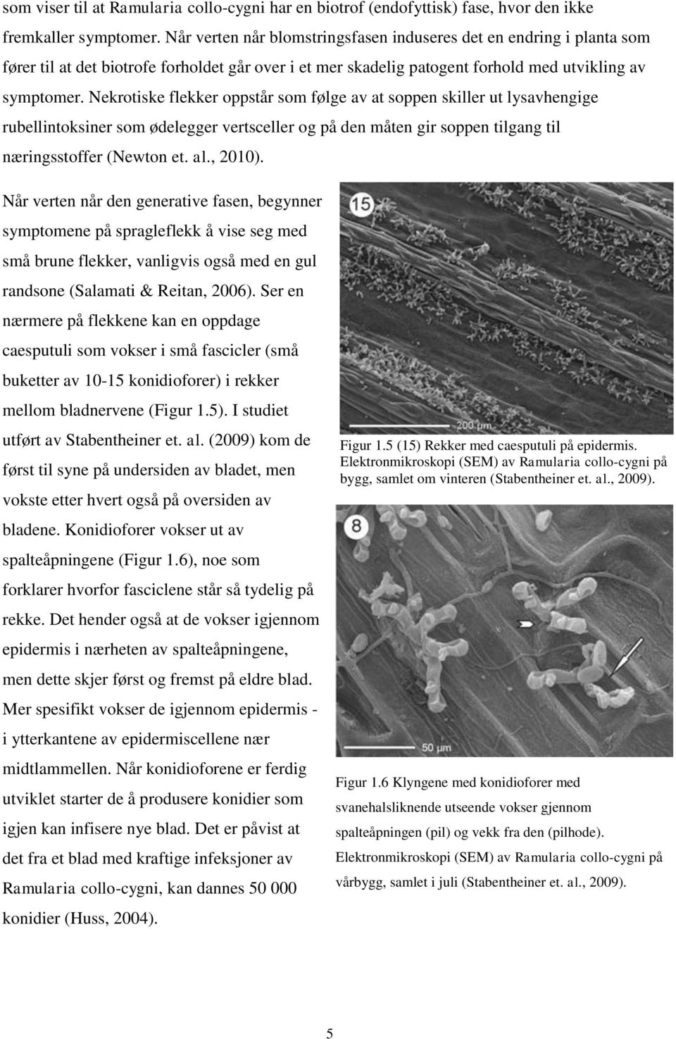 Nekrotiske flekker oppstår som følge av at soppen skiller ut lysavhengige rubellintoksiner som ødelegger vertsceller og på den måten gir soppen tilgang til næringsstoffer (Newton et. al., 2010).