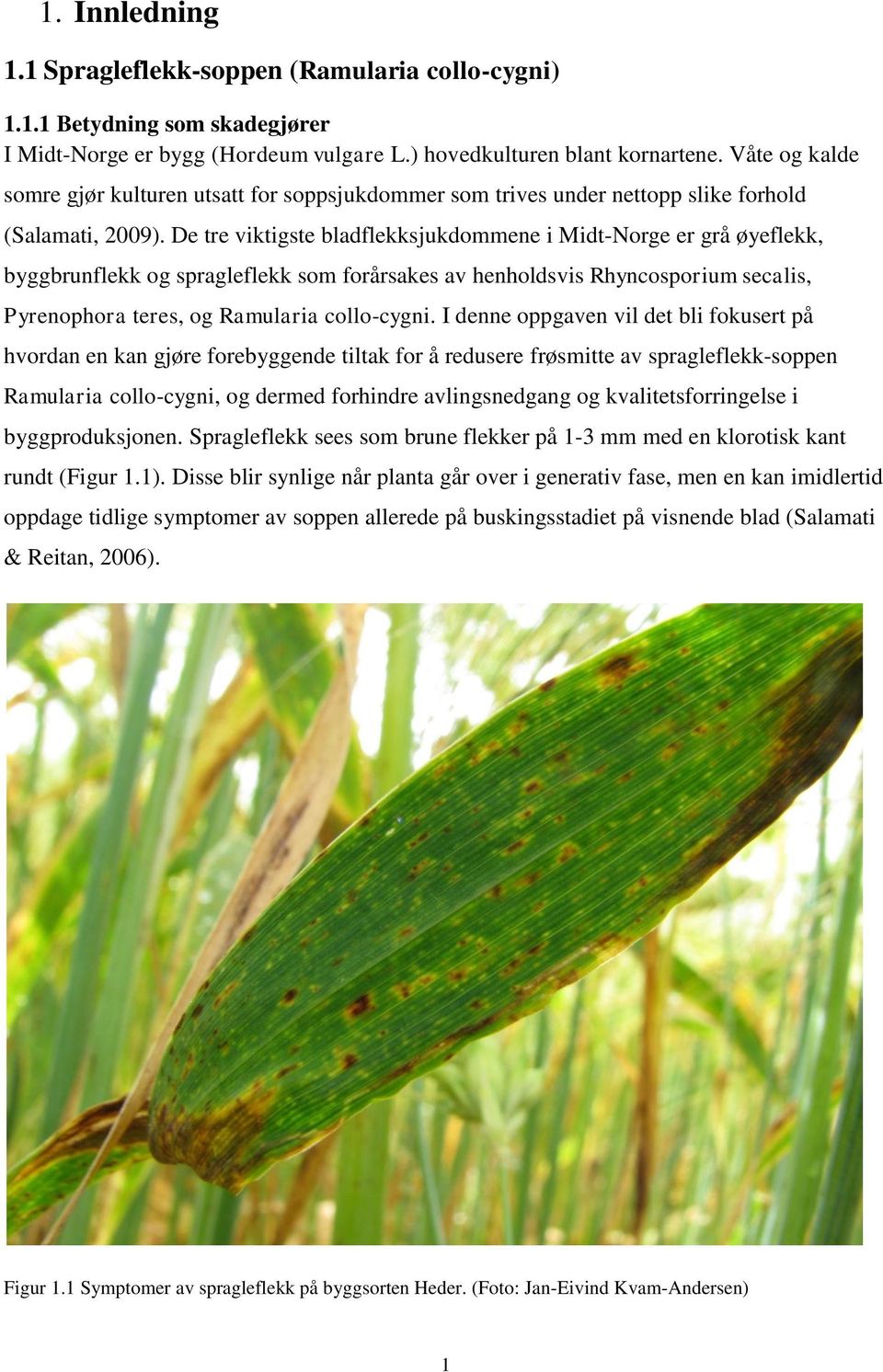 De tre viktigste bladflekksjukdommene i Midt-Norge er grå øyeflekk, byggbrunflekk og spragleflekk som forårsakes av henholdsvis Rhyncosporium secalis, Pyrenophora teres, og Ramularia collo-cygni.