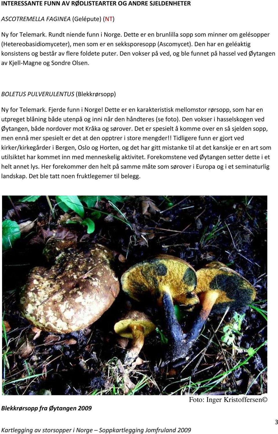 Den vokser på ved, og ble funnet på hassel ved Øytangen av Kjell-Magne og Sondre Olsen. BOLETUS PULVERULENTUS (Blekkrørsopp) Ny for Telemark. Fjerde funn i Norge!