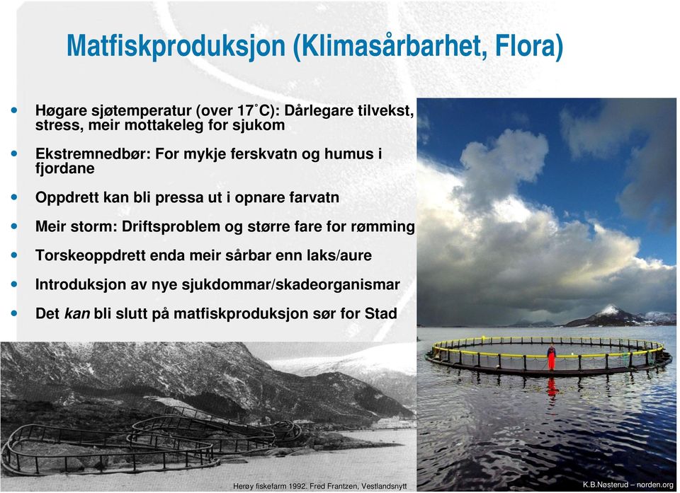 Driftsproblem og større fare for rømming Torskeoppdrett enda meir sårbar enn laks/aure Introduksjon av nye