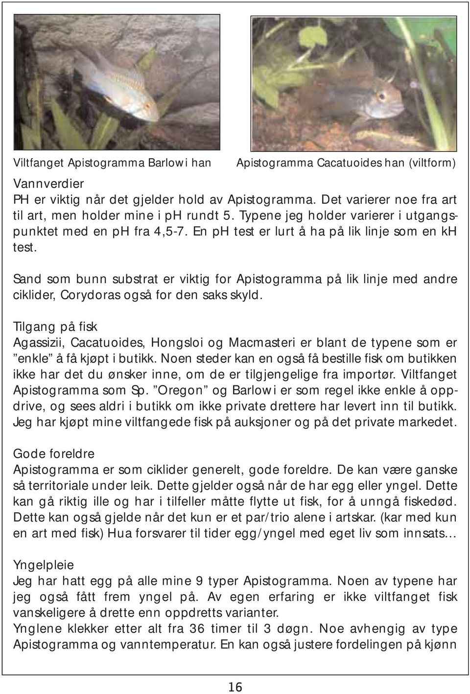 Sand som bunn substrat er viktig for Apistogramma på lik linje med andre ciklider, Corydoras også for den saks skyld.