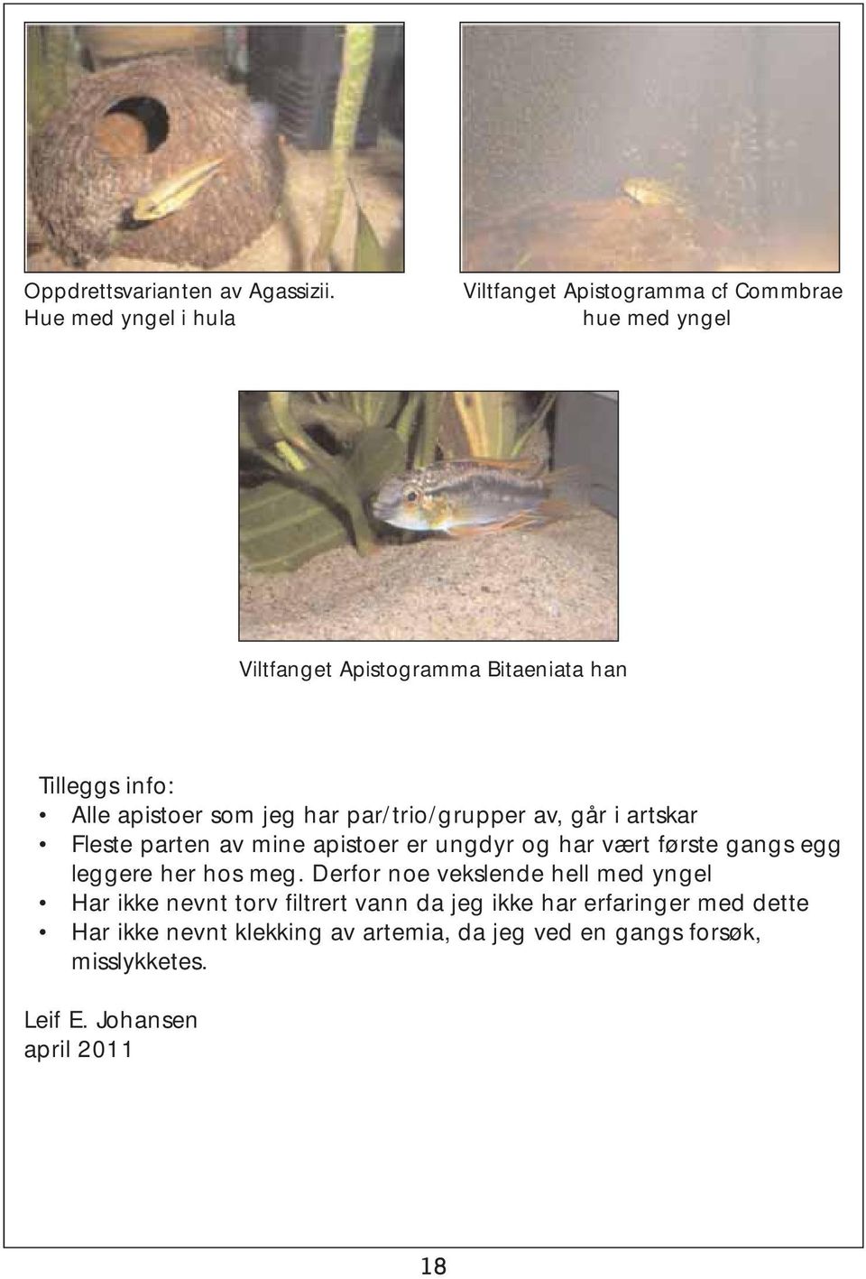 apistoer som jeg har par/trio/grupper av, går i artskar Fleste parten av mine apistoer er ungdyr og har vært første gangs egg