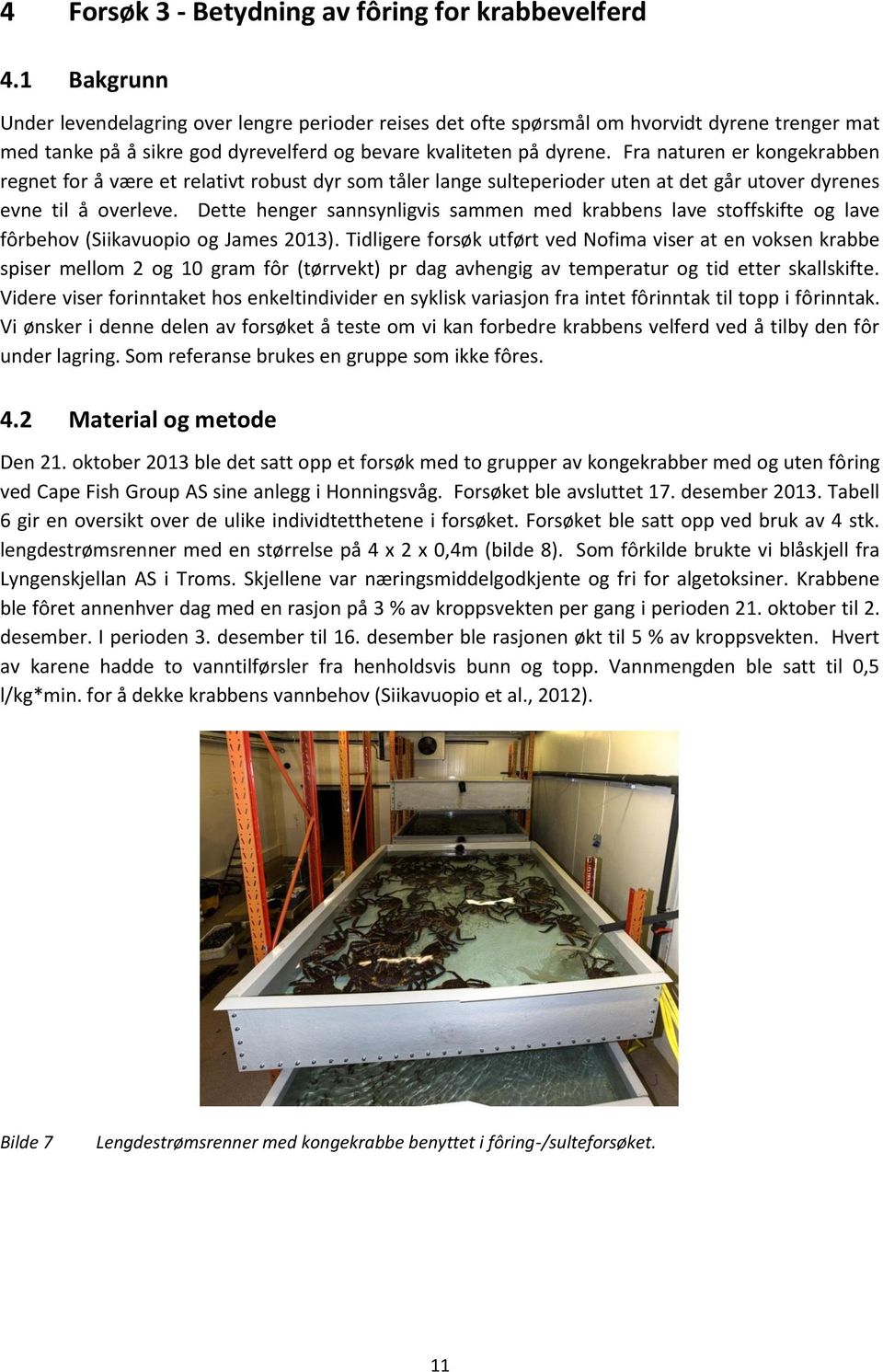 Fra naturen er kongekrabben regnet for å være et relativt robust dyr som tåler lange sulteperioder uten at det går utover dyrenes evne til å overleve.