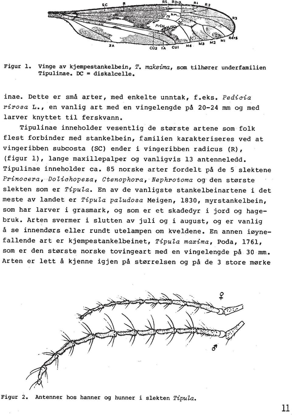 Tipulinae inneholder vesentlig de storste artene som folk flest forbinder med stankelbein, familien karakteriseres ved at vingeribben subcosta (SC) ender i vingeribben radicus (R), (figur l), lange