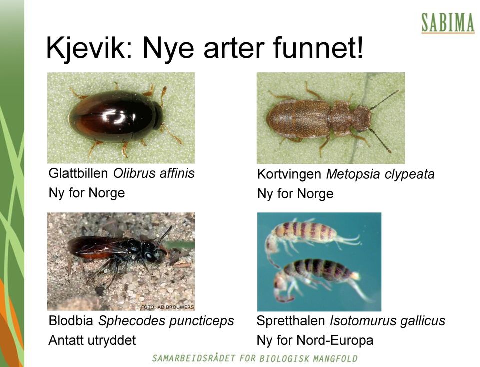 Kortvingen Metopsia clypeata Ny for Norge Blodbia