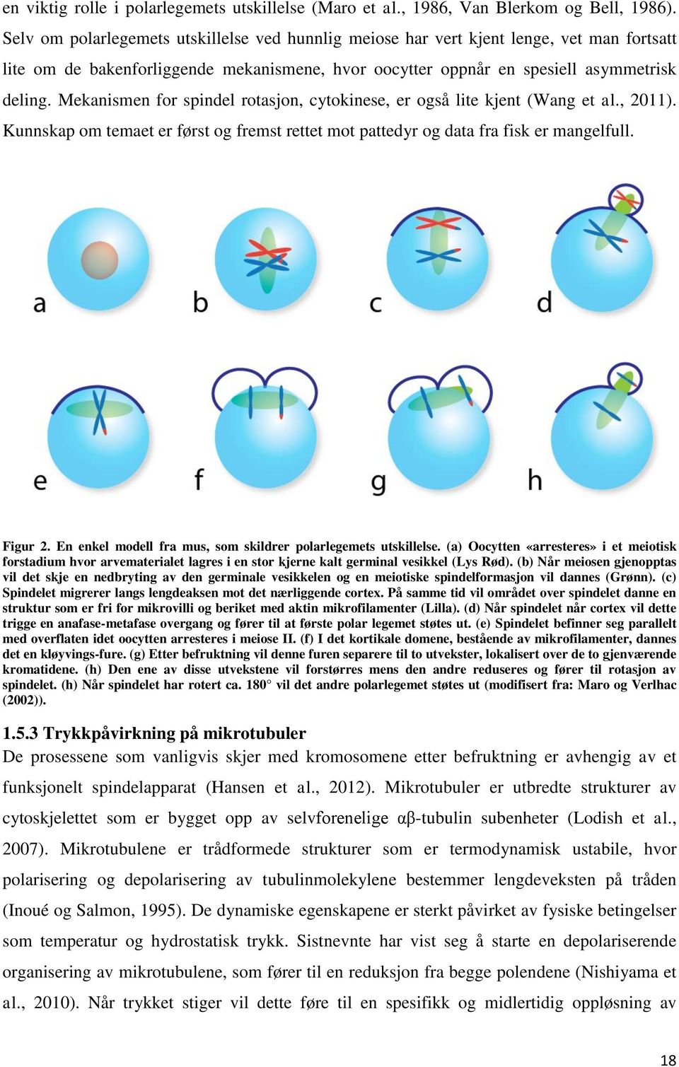 Mekanismen for spindel rotasjon, cytokinese, er også lite kjent (Wang et al., 2011). Kunnskap om temaet er først og fremst rettet mot pattedyr og data fra fisk er mangelfull. Figur 2.