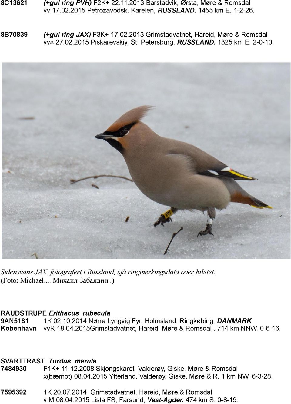 ) RAUDSTRUPE Erithacus rubecula 9AN5181 1K 02.10.2014 Nørre Lyngvig Fyr, Holmsland, Ringkøbing, DANMARK København vvr 18.04.2015Grimstadvatnet, Hareid, Møre & Romsdal. 714 km NNW. 0-6-16.