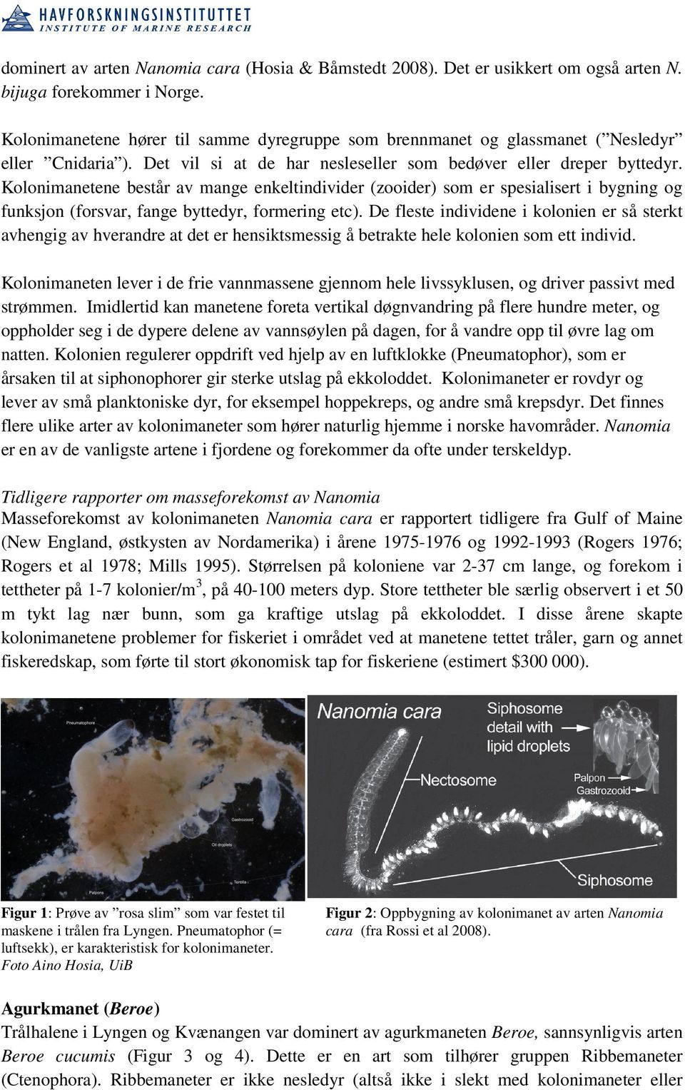 Kolonimanetene består av mange enkeltindivider (zooider) som er spesialisert i bygning og funksjon (forsvar, fange byttedyr, formering etc).