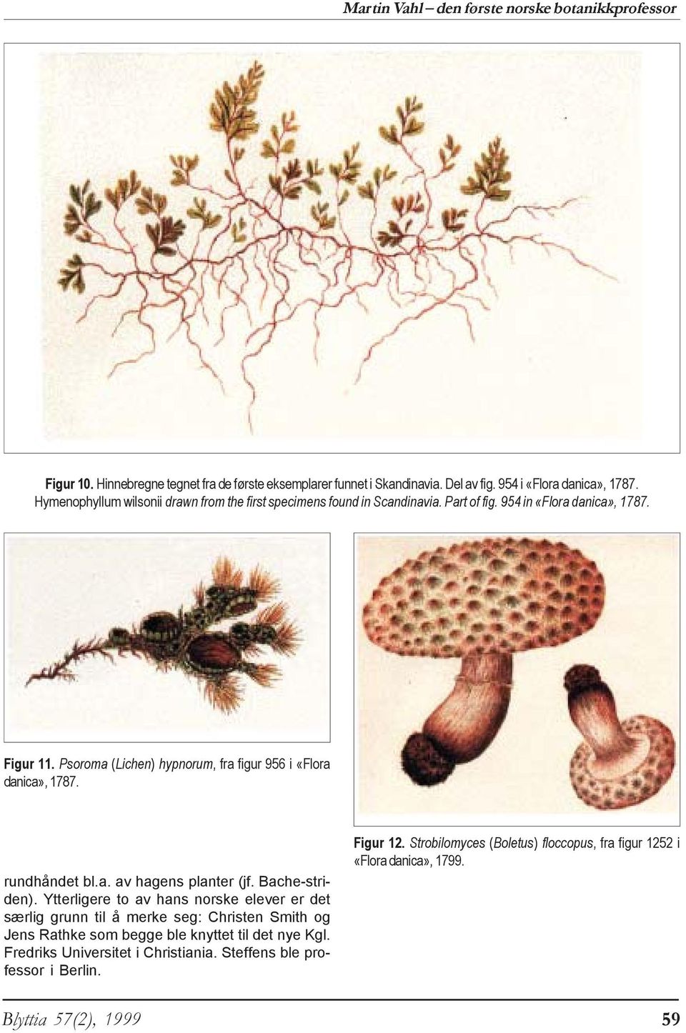 Psoroma (Lichen) hypnorum, fra figur 956 i «Flora danica», 1787. rundhåndet bl.a. av hagens planter (jf. Bache-striden).