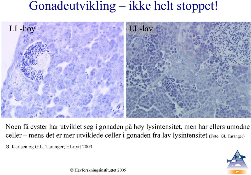 lysintensitet, men har ellers umodne celler mens det er mer