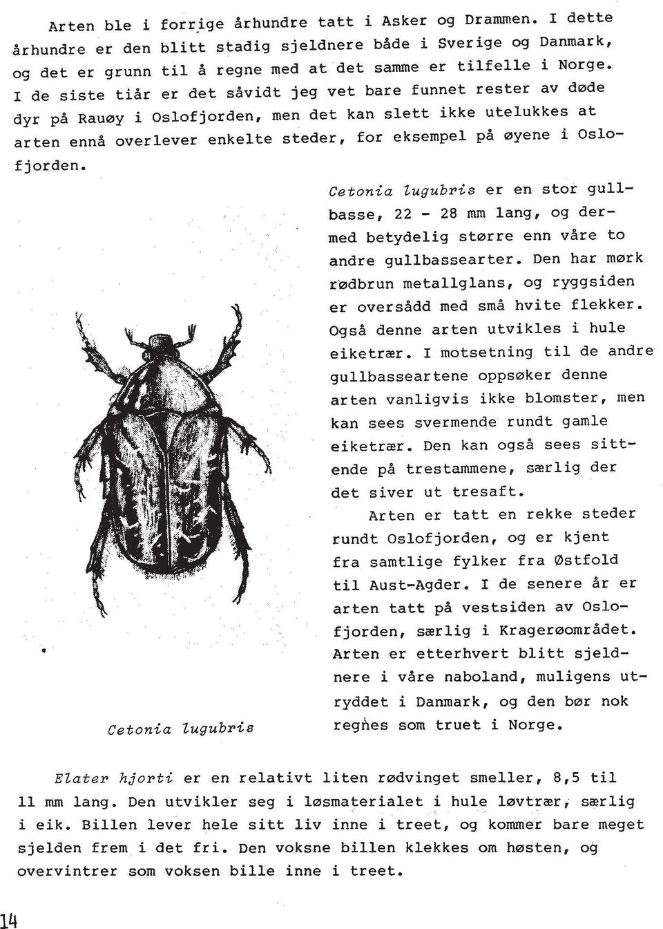 jorden. Cetonia Zugubris Cetonia lugubris er en stor gull- basse, 22-28 mm lang, og dermed betydelig starre enn vdre to andre gullbassearter.