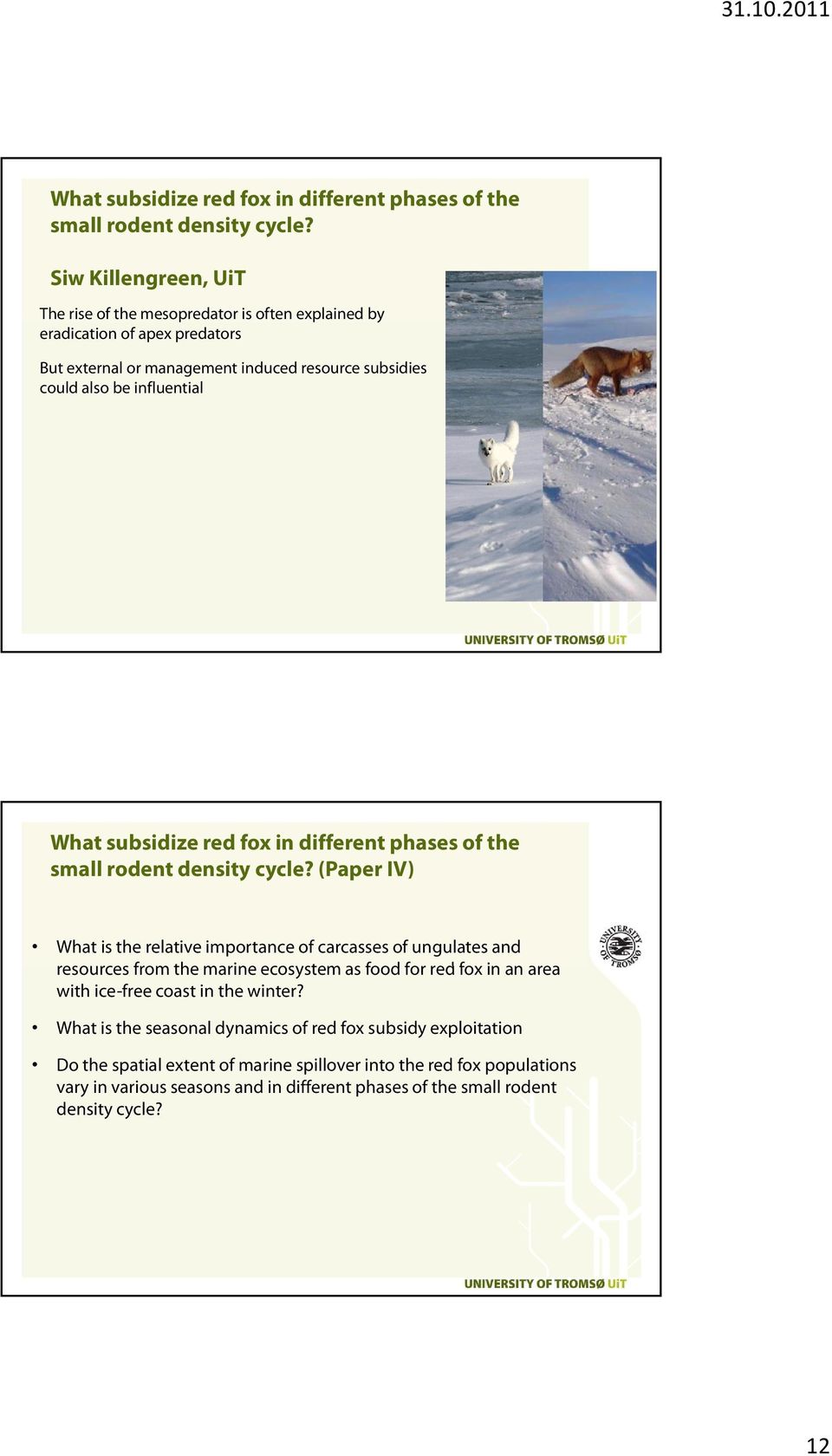 (Paper IV) What is the relative importance of carcasses of ungulates and resources from the marine ecosystem as food for red fox in an area with ice-free coast in the winter?