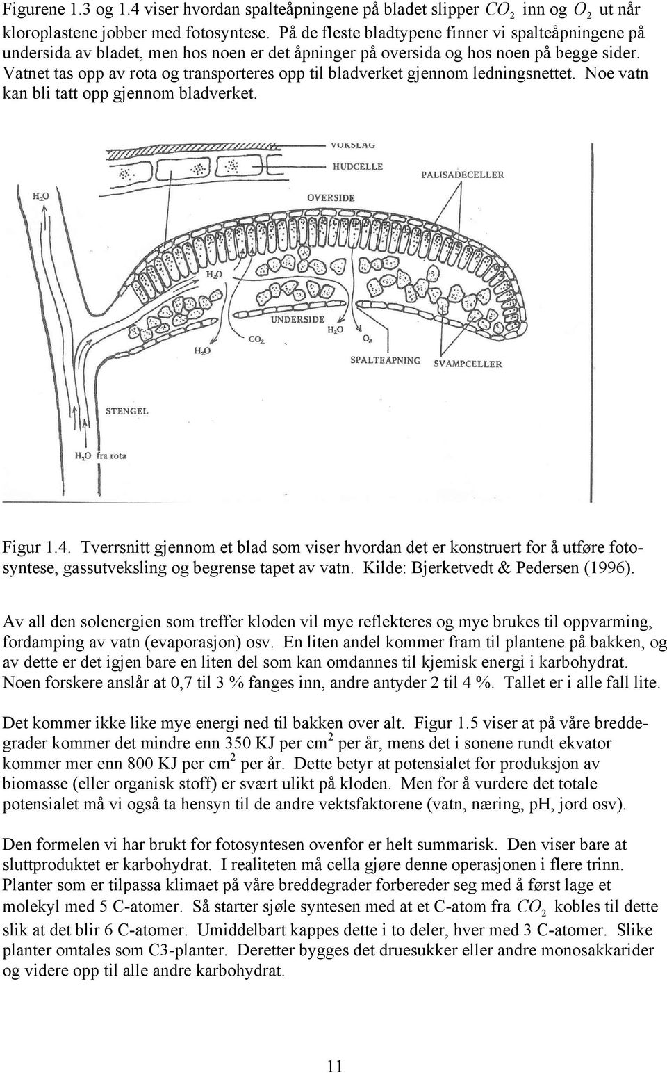 Vatnet tas opp av rota og transporteres opp til bladverket gjennom ledningsnettet. Noe vatn kan bli tatt opp gjennom bladverket. Figur 1.4.