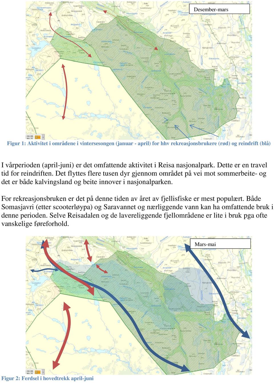 Det flyttes flere tusen dyr gjennom området på vei mot sommerbeite- og det er både kalvingsland og beite innover i nasjonalparken.