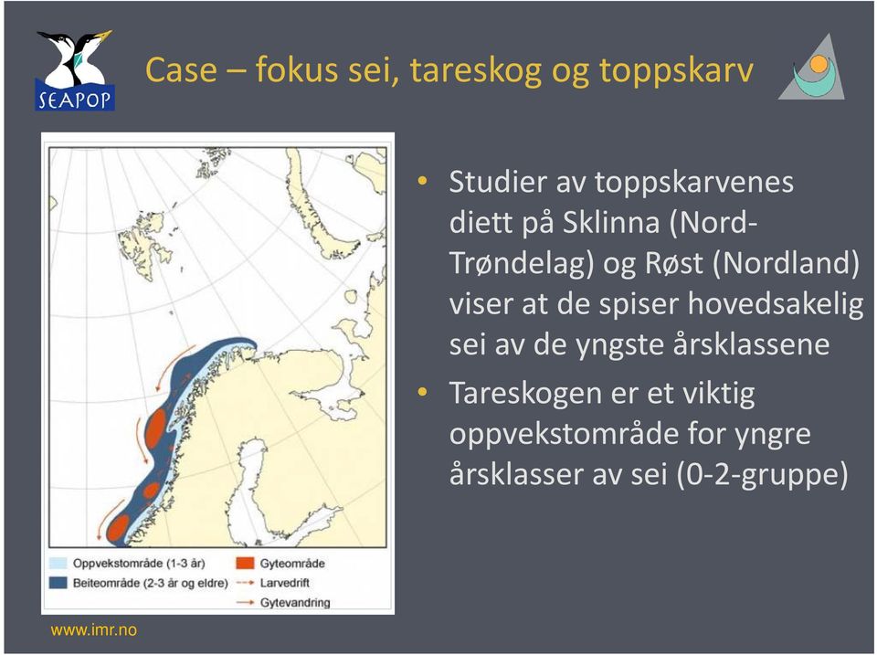 spiser hovedsakelig sei av de yngste årsklassene Tareskogen er et