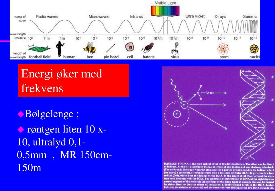 røntgen liten 10 x- 10,