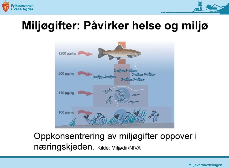 miljøgifter oppover i