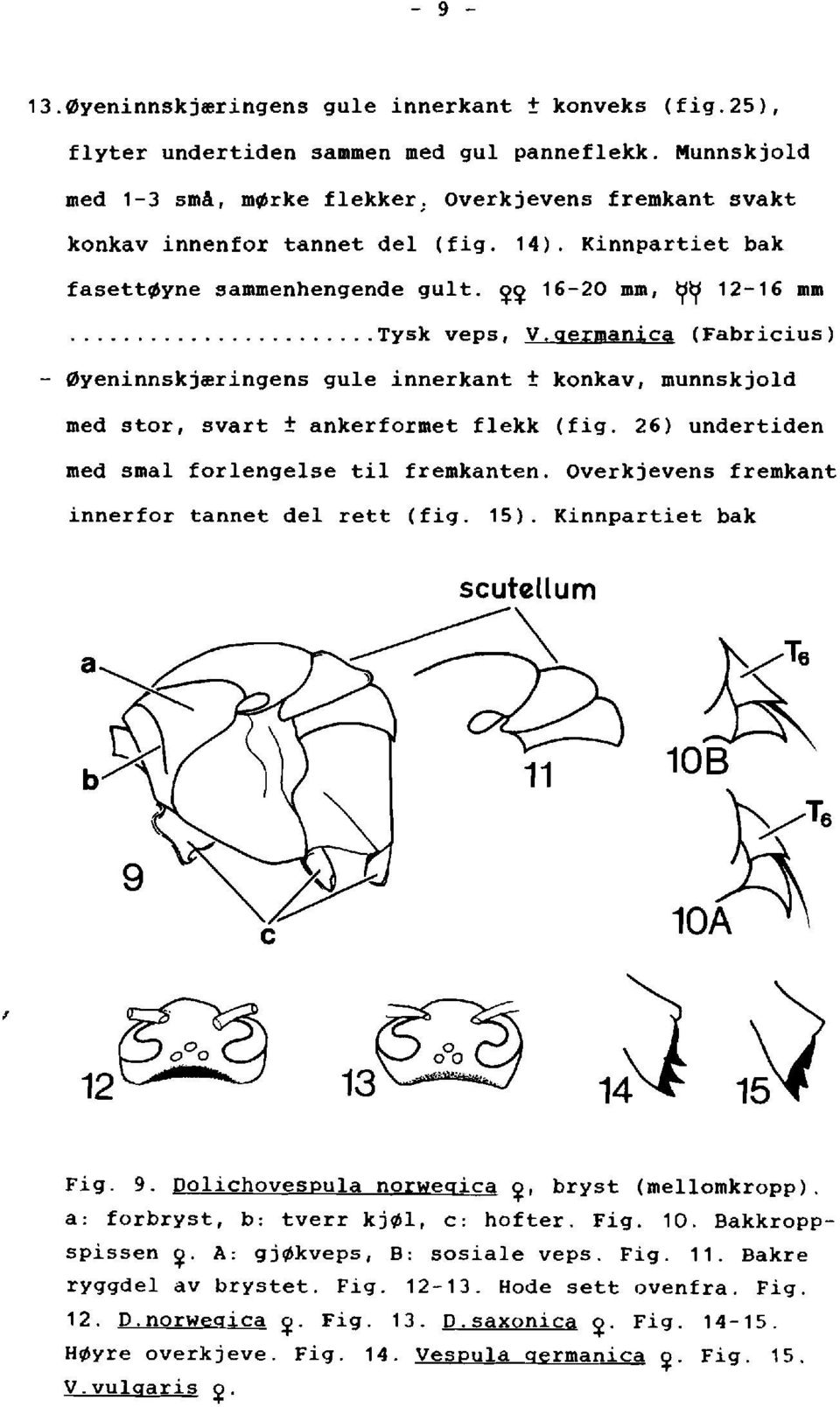 - 0yeninnskj~ringens guie innerkant ± konkav, munnskjold med stor, svart ± ankerformet flekk (fig. 26) undertiden med smal forlengelse til fremkanten.