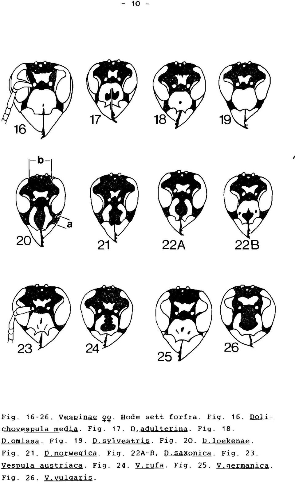 loekenae. Fig. 21. O.norwegica. Fig. 22A-B, D.saxonica. Fig. 23.