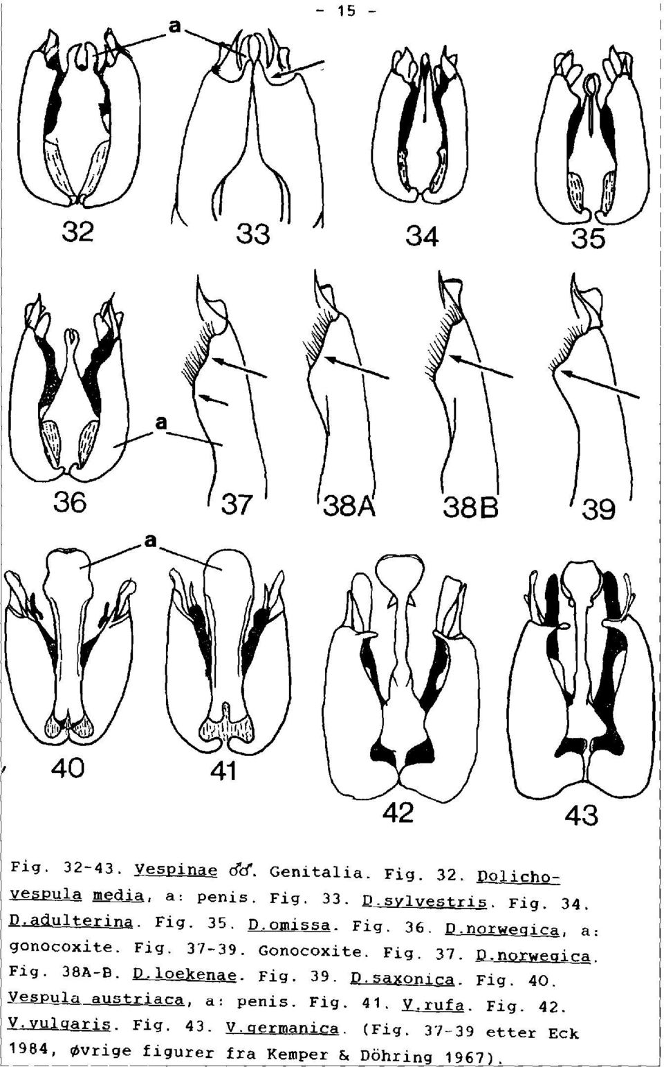 D.loekenae. Fig. 39. D.saxonica. Fig. 40. Vespula austriaca, a: penis. Fig. 41. V.rufa. Fig. 42. V.vulgaris. Fig. 43.