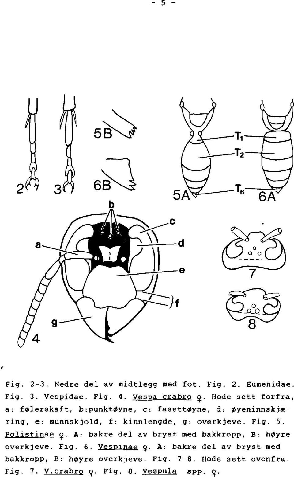 Hode sett forfra, a: f~lerskaft, b:punkt~yne, c: fasett~yne, d: ~yeninnskj~ring, e: munnskjold, f: kinnlengde, g: