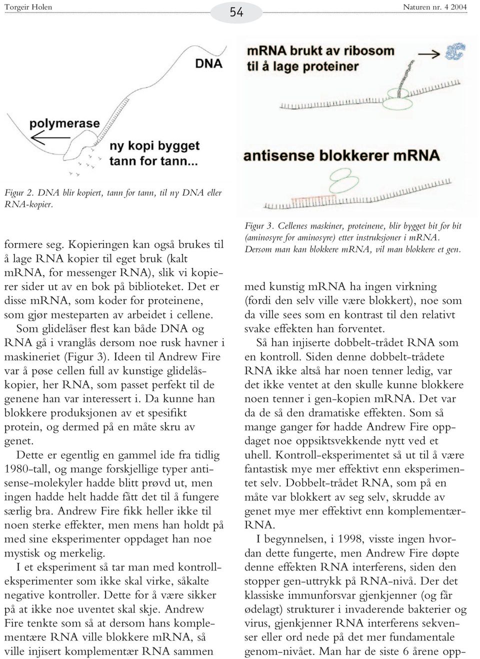 Det er disse mrna, som koder for proteinene, som gjør mesteparten av arbeidet i cellene. Som glidelåser flest kan både DNA og RNA gå i vranglås dersom noe rusk havner i maskineriet (Figur 3).