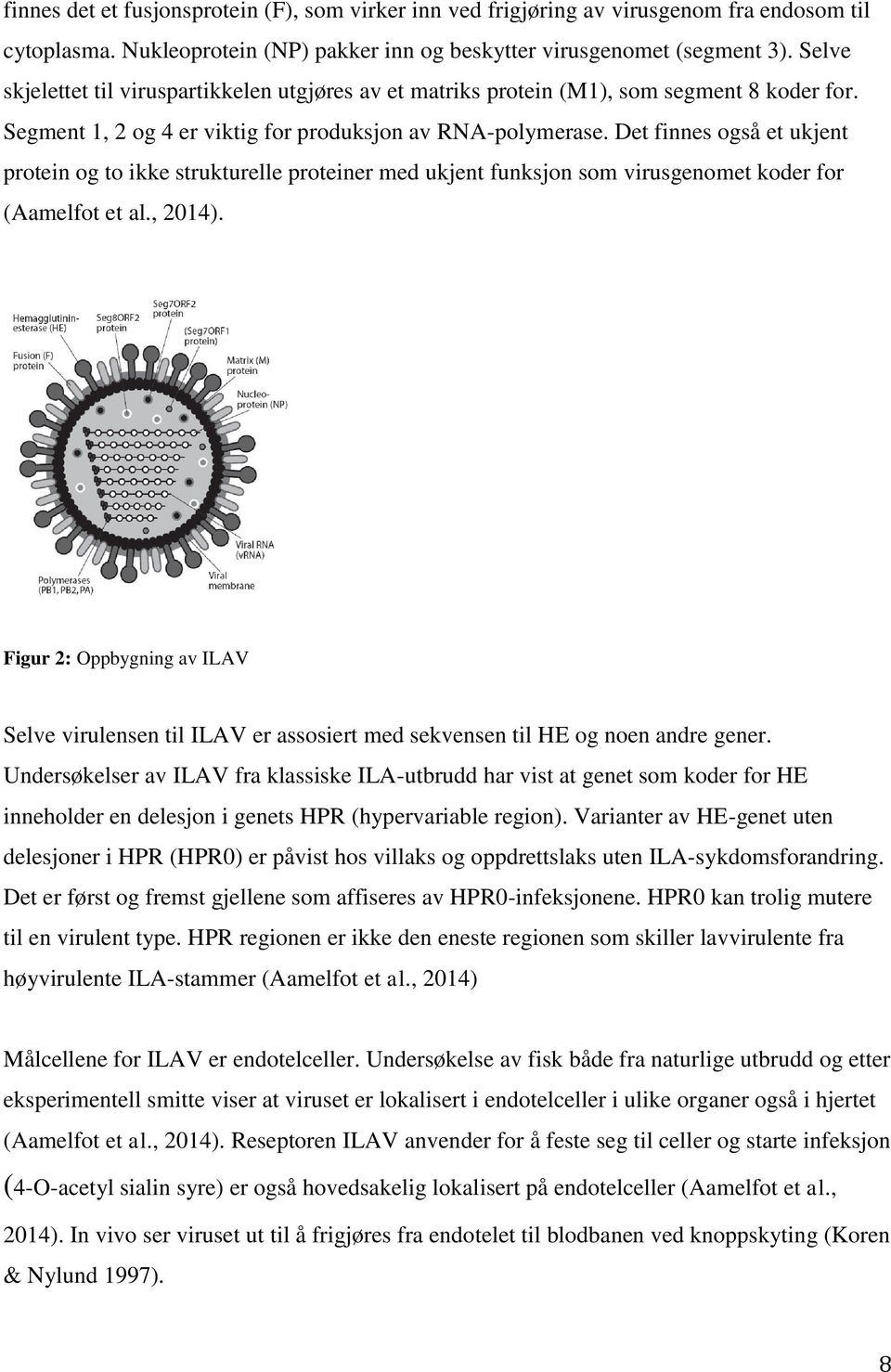 Det finnes også et ukjent protein og to ikke strukturelle proteiner med ukjent funksjon som virusgenomet koder for (Aamelfot et al., 2014).