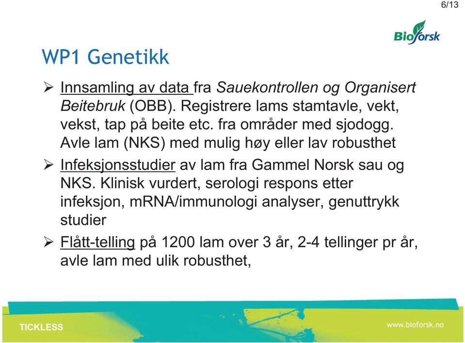 Avle lam (NKS) med mulig høy eller lav robusthet Infeksjonsstudier av lam fra Gammel Norsk sau og NKS.