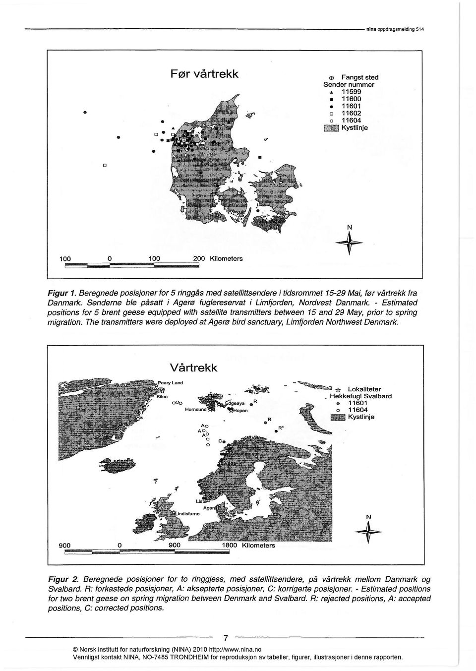 Senderne ble påsatt i Agerø fuglereservat i Limfjorden, Nordvest Danmark - Estimated positions for 5 brent geese equipped with satellite transmitters between 15 and 29 May, prior to spring migration.