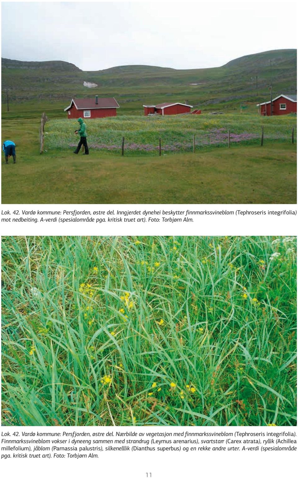 Nærbilde av vegetasjon med finnmarkssvineblom (Tephroseris integrifolia).