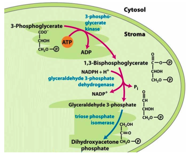 NADPH, ikke NADH. Alle glykolytiske enzymer unntatt fosfoglyserat mutase finnes i stroma. De stromale og de cytosoliske enzymene er isozymer; de katalyserer samme reaksjon, men kodes av ulike gener.