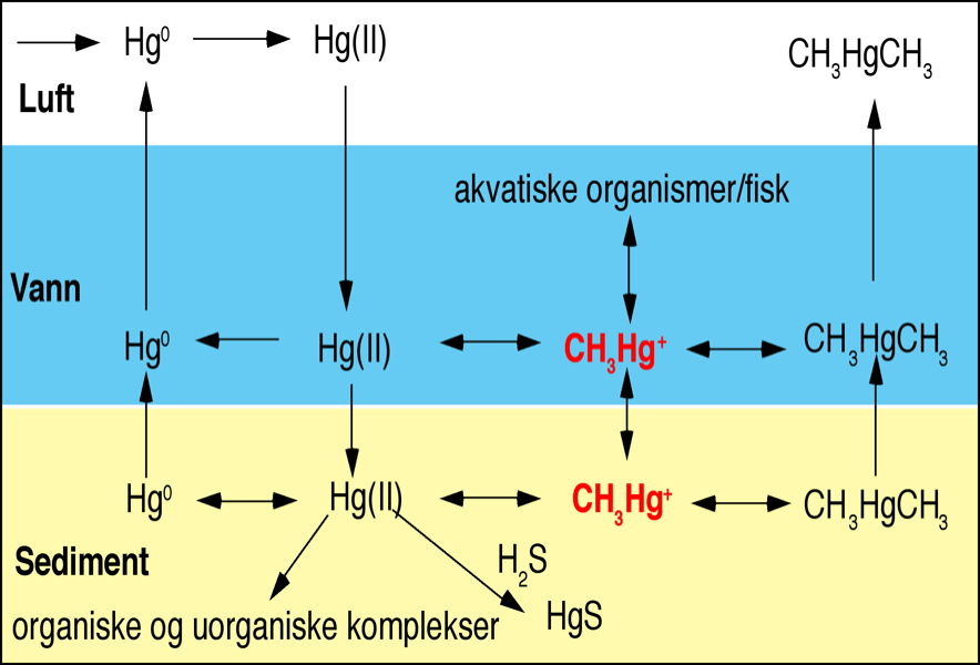 Hg species. Den methylerte formen er den som biomagnifiserer!