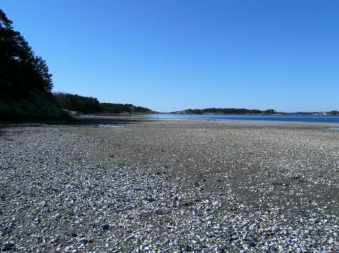 11 4.4 Tromlingesundet Bilde 4. Tromlingesundet. Foto: Norge digital/havforskningsinstituttet Lokaliteten i Tromlingesundet ble første gang besøkt i 2008. Bestanden ble da vurdert til ca 1000 skjell.