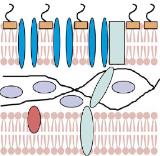 Plasmid Modifikasjon PBP Kromosomal Aktiv efflux (overuttrykk) Efflux pumper Kromosomal Bypass L,D -